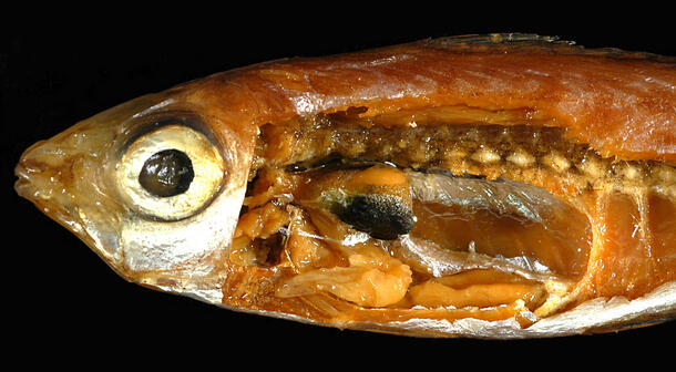 A fish specimen in a partial stage of dissection, with a section of the side wall of its body removed to show internal organs.