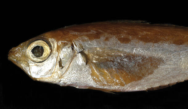 A fish specimen intact to show an area of silvery skin on the surface of its body.