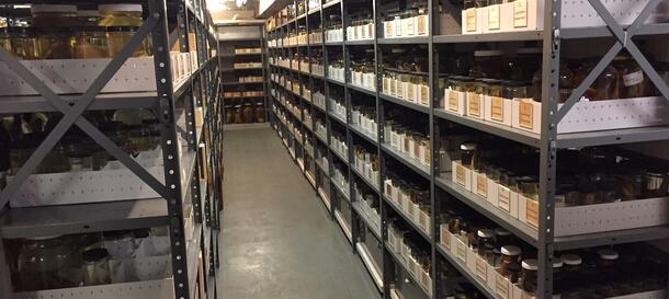 A view of one of the many aisles in the Ichthyology collection at AMNH.