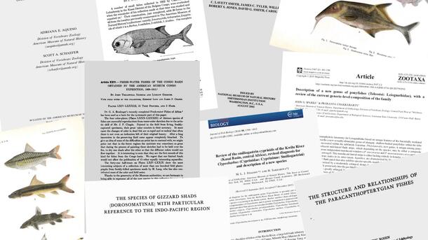 An assortment of AMNH Ichthyology publications.