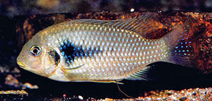 A small fish with silver-colored scales with a large blue marking behind the gill area.