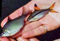 Held flat in the palm of a human hand, two small fish, one silver with a black stripe extending from its eye along the length of its body to its yellow tail.