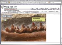 Bat Dentition_pic
