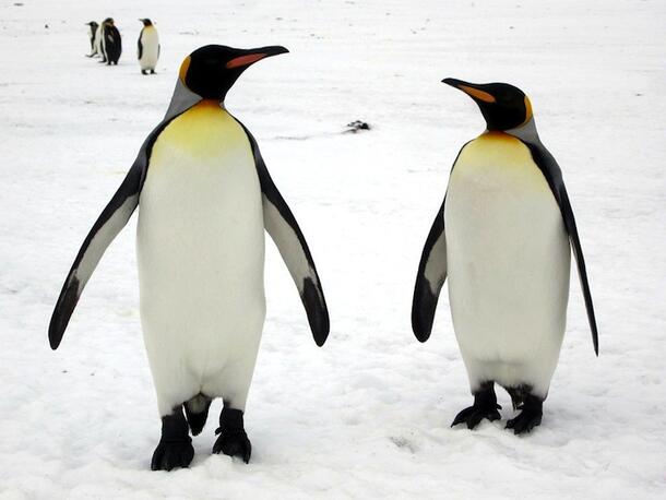 Two penguins stand side by side on the ice, with three more penguins visible in the background.