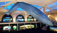 Hall of Ocean Life