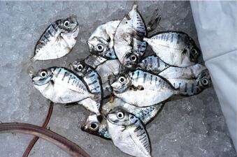 About a dozen specimens of a small silvery fish with small black vertical stripe markings lying in a pile on ice.