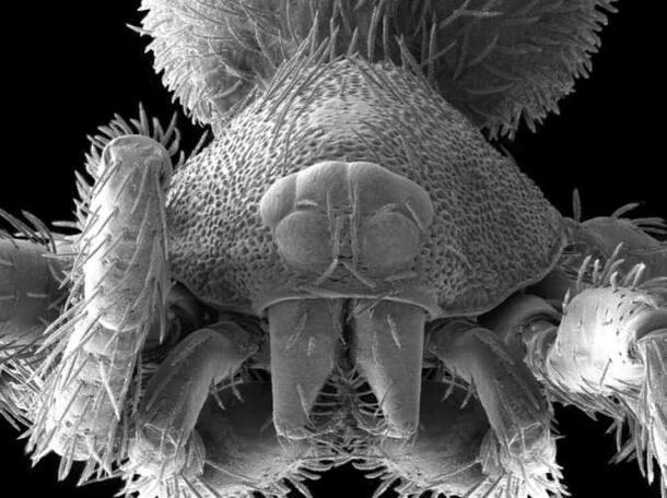 An extreme magnification of a goblin spider head shows its chelicerae and the wider head area covered with hundreds of cilia.