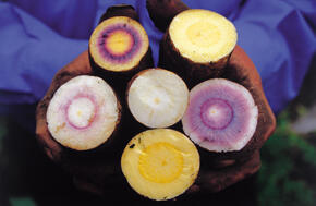 Six different types of potatoes cross-cut to show the different colors of the respective flesh, including white, yellow, and purple.