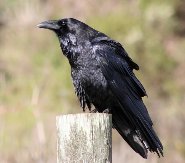 A raven perched on a cylindrical piece of wood.