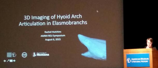 3D imaging of hyoid articulation in elasmobranchs (sharks, rays, and skates)