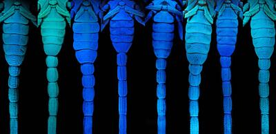 Eight fluorescing scorpion tails in shades of green and blue.