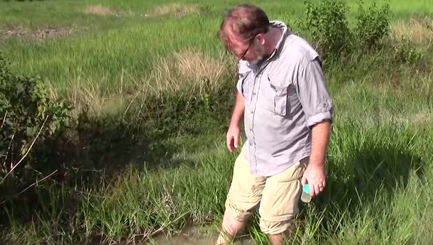 Mark Siddall wades in water to collect leeches.