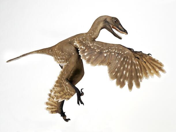 Rendering of a Sinornithosaurus, a small feathered dinosaur with wings.