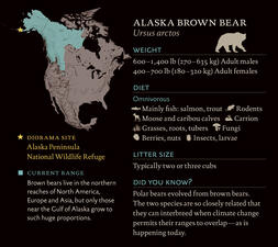 Informative graphic displaying brown bear range, weight, and diet, etc.