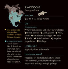 raccoon_dioramasite