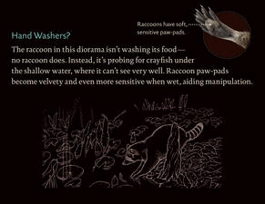 Raccoon_handwashers
