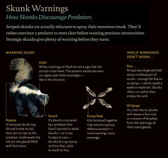 StripedSkunk_warningsigns
