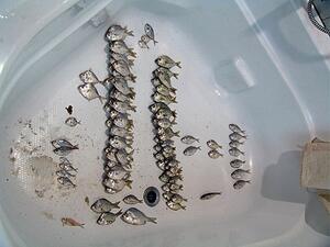 Scores of specimens of small silvery fish lying flat at the bottom of a large empty white bath tub.