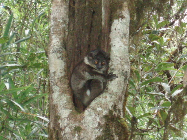 A sportive lemur sitting in a tree, between the point where two branches diverge.