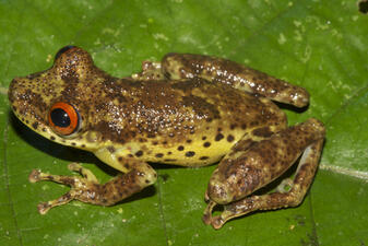 A small frog with mottled brown skin, red eyes, and a yellow belly with brown spots, perched on a green leaf.