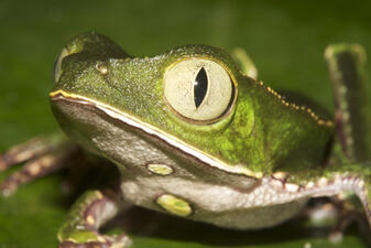 A close-up of the head and forelimbs of a green frog with a wide mouth and large white eyes and a white belly with pale green spots.