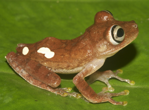 A small light-brown frog with two asymmetrical white markings on its back, with large eyes, a pale belly, and long fingers perched on a green leaf.