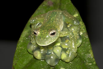 A small green glass frog marked with tiny white spots, perched on its gelatinous eggs on a green leaf.
