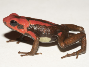 A brown frog with red and white markings perched on a white tabletop.