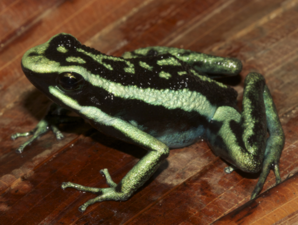 A frog with vibrant green stripes the length of its body, and black markings perched on a brown surface of wood or leaf.