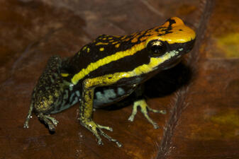 A frog with vibrant markings of iridescent yelloww and black on its body and orange and black on its head.