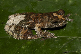 A frog with bumpy skin and mottled brown, beige, and white markings perched on a green leaf.