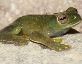 A pale green frog with large eyes and a wide mouth and tiny white bumps all over its body, perched on a bumpy white surface.