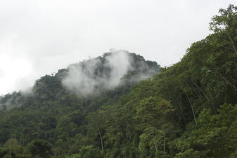 A hill with lush green tree vegetation and wispy white cloud coverage touching the top of the hill.