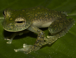 A tiny frog with a wide mouth and long fingers and mottled green skin with pale speckled markings perched on a green surface.