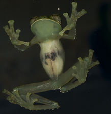 A light green frog with white belly perched on a sheet of glass showing its translucent skin and some vascular structures in the belly
