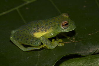 A tiny green frog marked with tiny dark spots all over its body, white skin on its side, and orange eyes, perched on a green leaf.