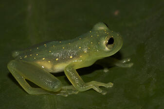 A small green frog marked with tiny white spots all over its back and head, with white skin along its side, perched on a green leaf.