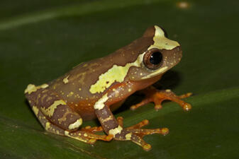 A small brown frog with large light green irregular markings all over its body, long red fingers, and a reddish underbelly, perched on a green leaf.