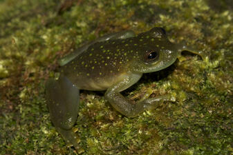 A tiny brownish-green frog with specks of light green on its back, perched on moss.