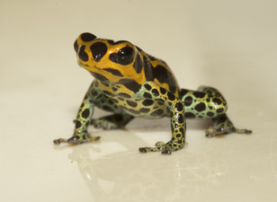 A frog with black eyes, shiny orange skin on head, throat, and back, shiny green skin on legs and belly, and large black markings all over its body
