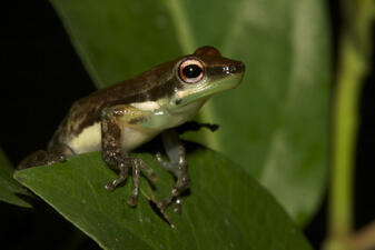 A tiny frog with long fingers, a white underside, white eyebrows, and mottled dark-color dorsal side perched on a green leaf.