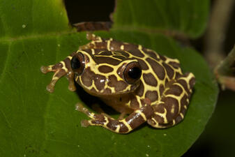 A small frog with long wide fingers,  yellow skin with extensive brown markings, and large protruding brown eyes, perched on a green leaf.