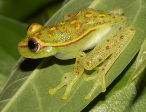 A tiny frog with pale green skin, brown dots on the legs, a red and yellow line on the side, and yellow and red spots on the back, on a green leaf.