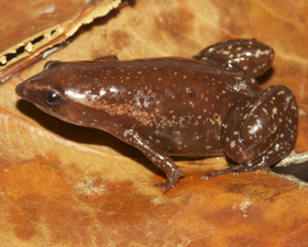 A small brown frog with a pointed snout and thin forelimbs, its skin speckled with lighter brown, perched on a brown leaf.