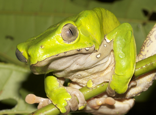 A pale green frog with a white underside and large pale eyes, clinging to a thin green branch.