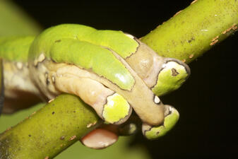 A close-up of one forelimb of a frog with pale green and white markings, its fingers wrapped around a thin green branch.