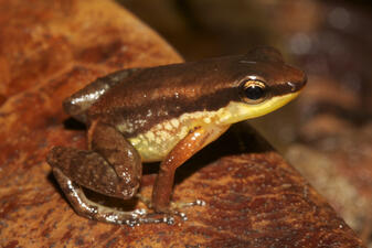 A small frog with a brown back, dark brown line from its mouth toits back, and pale belly, on a brown leaf.