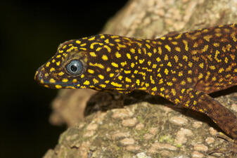 A small reptile with blue eyes and dark brown skin mottled with many small yellow spots.