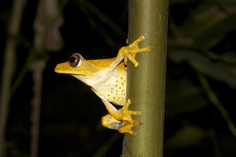 A small yellowish-tan colored frog with dark specks on its pale belly, clinging upright to a smooth green branch.