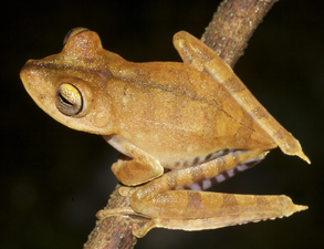 A small tan-colored frog with slightly darker markings, perched on a thin brown branch.